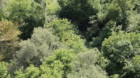 Forest-Creek Top View Stock-Footage 90679260
