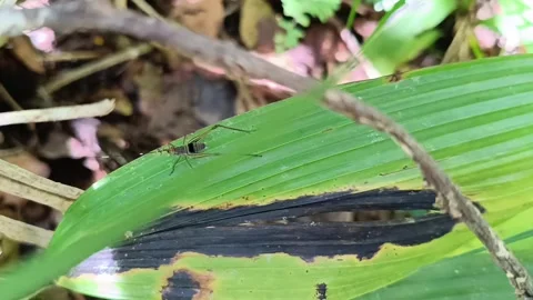 Forest Cricket Jumping: Macro Action in the Wild” Видео 332049984