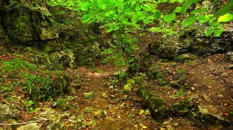 Forest In Crimea Stock Footage 63541579