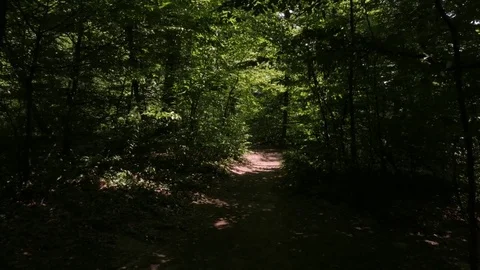 Forest in Croatia Stock Footage 83687886