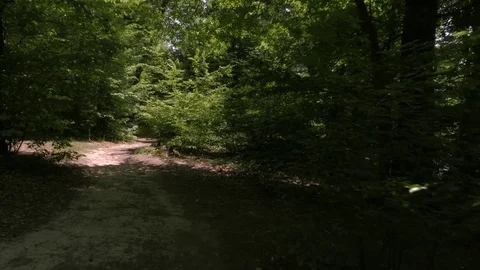 Forest in Croatia 動画素材 83687937