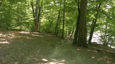 Forest in Croatia Stock Footage 83689384