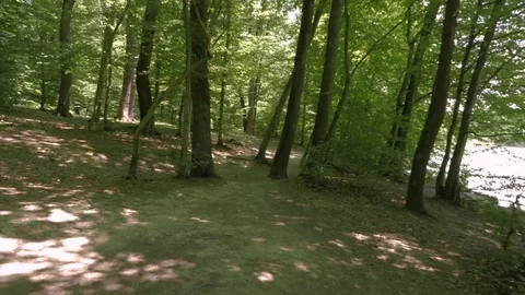 Forest in Croatia Stock Footage 83689615