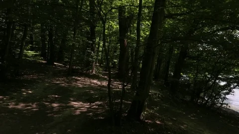 Forest in Croatia Stock Footage 83689723