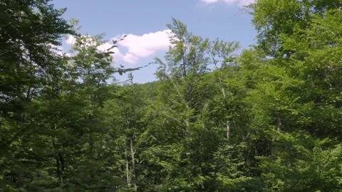 Forest in Croatia Stock Footage 83689856