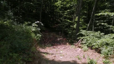 Forest in Croatia Stock Footage 83690035