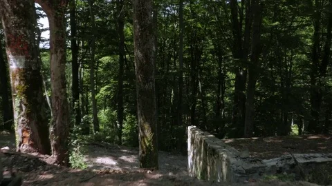 Forest in Croatia Stock Footage 83699637