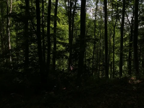 Forest in Croatia Stock Footage 83701085