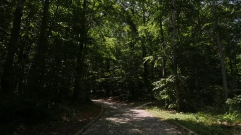 Forest in Croatia Stock Footage 83702326