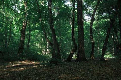 Forest crooked trees. Stock Photos
