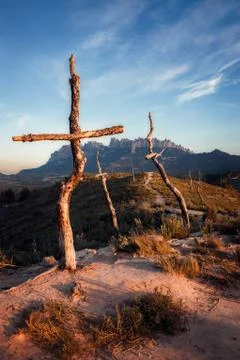 Forest of Crosses Stock Photos