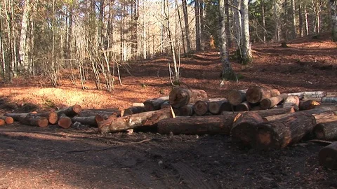 Forest with cut logs Stock Footage 94107967