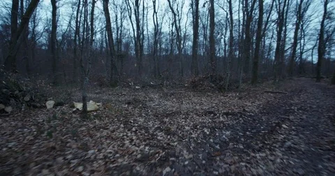 Forest cut steadyshot Stock Footage 83577035