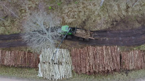 Forest cutting area Lumberjack working in a fores. Forestry And Lumber Industry. Stock Footage 248918157