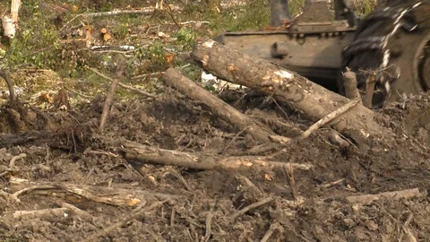 Forest cutting. Timber cutting. Stockbeeldmateriaal 105153024