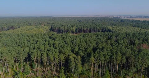 Forest cutting, timber harvester, forest cutting with special equipment Stock Footage 119707261