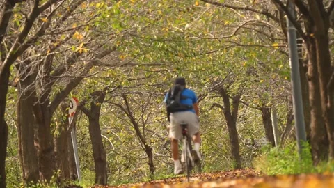 Forest cycling peaceful environment Stock-Footage 274034835