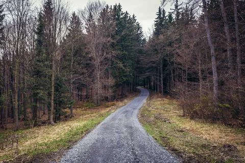 Forest in Czech Republin Stock Photos