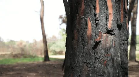 Forest damaged Stock Footage 14759788