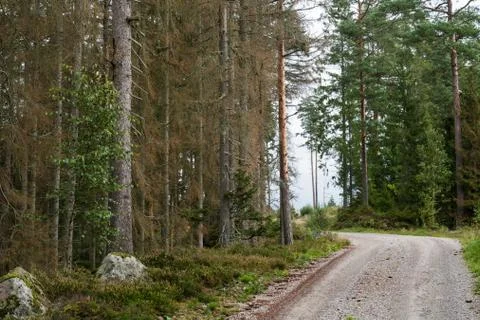 Forest damaged by insects Stock Photos