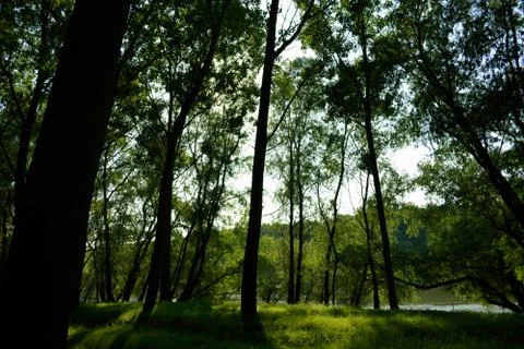 Forest on Danube shore Stock Photos