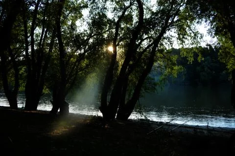 Forest on Danube shore Stock Photos