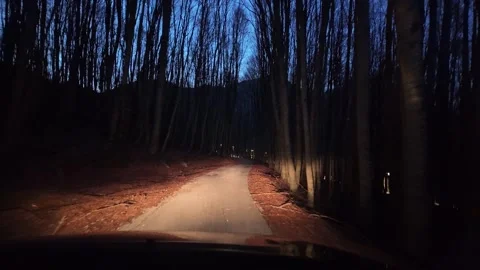 Forest dark road. Stock Footage 311651563