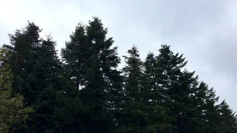 Forest with dark trees and cloudy weather Background. Video stock 96587334