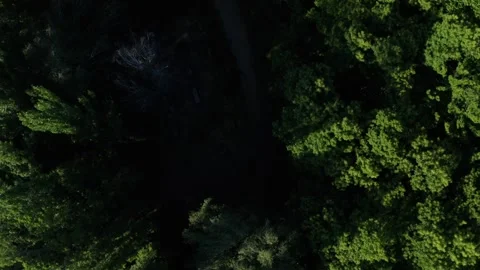 Into Forest Darkness 動画素材 310794541