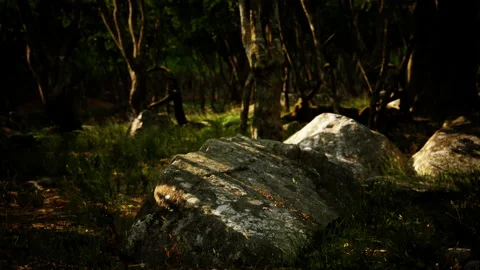 Forest in darkness with grass and rocks Stock Footage 236631584