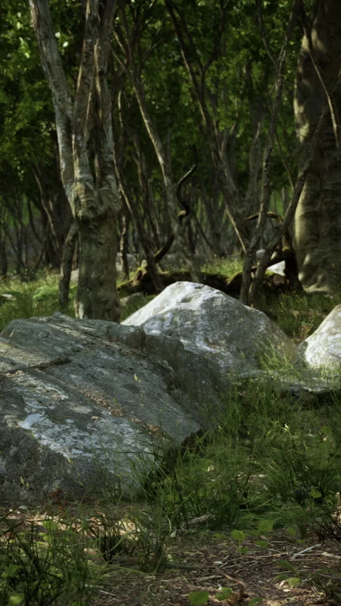 Forest in darkness with grass and rocks Видео 306207868