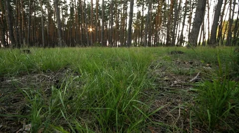 Forest at dawn. Stock Footage 8655531