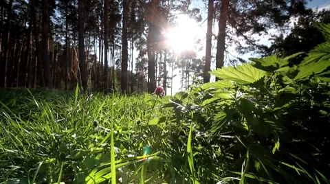 Forest at dawn. Stock Footage 8682094