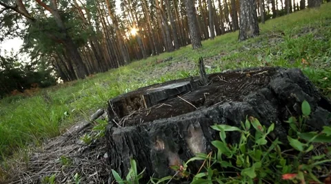 Forest at dawn. Stock Footage 8682385