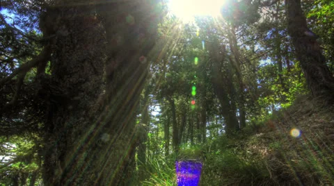 Forest at dawn. HDR Time Lapse Shot Motorized Slider 動画素材 26385117