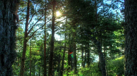 Forest At Dawn. HDR Time Lapse Video stock 26850463