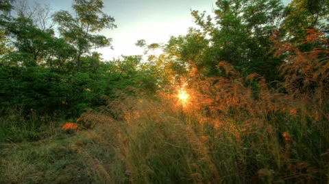Forest At Dawn. HDR Timelapse Shot Motorized Slider Stock Footage 25270467