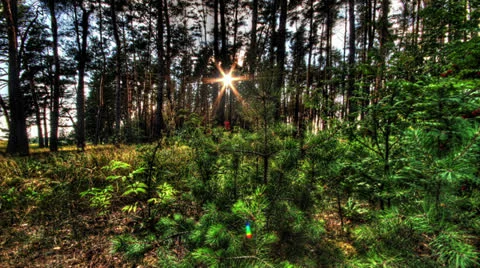 Forest At Dawn. HDR Timelapse Shot Motorized Slider 動画素材 25270601