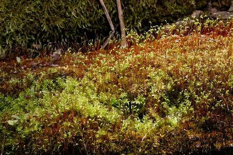 Forest at dawn Foto stock