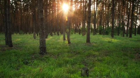 Forest at dawn. Timelapse. Stock Footage 8577148