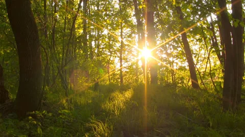Forest at dawn. Timelapse. 스톡 동영상 24684312