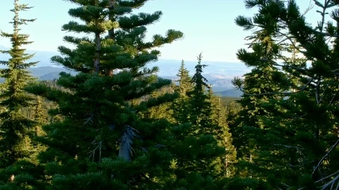 Forest dawn trees Mt. Hood Oregon Cascades 256 Stock Footage 81693640