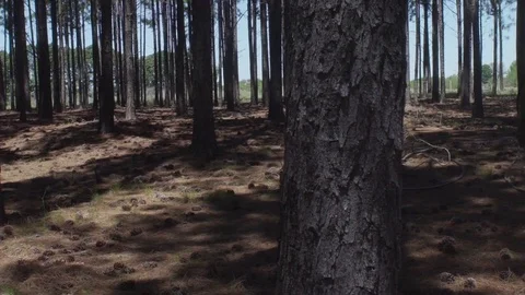 Forest in a day light Stock Footage 75180268