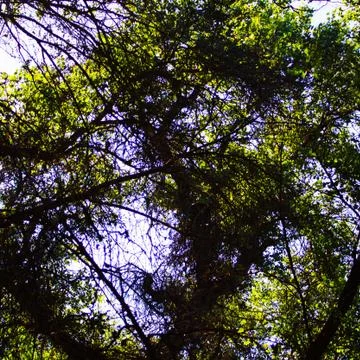 Forest day Foto stock