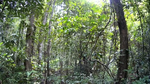 Forest in day time in Thailand Stock Footage 246591237
