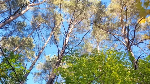 Forest in the day view. Stock Footage 288233969