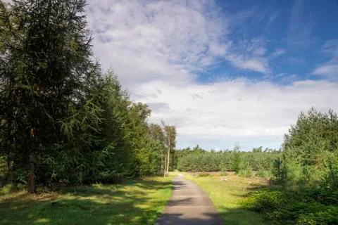 Forest in De Dellen Stock Photos