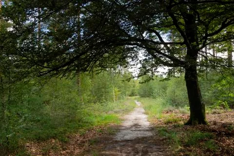 Forest in De Dellen Stock Photos