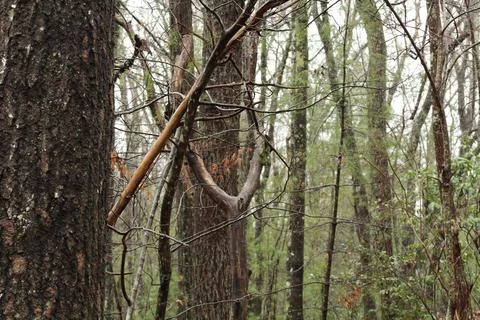 Forest of dead and blooming trees Stock Photos