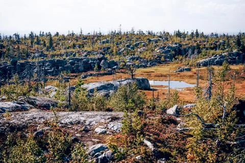 Forest with dead spruce deciduous trees on top Mount Vottovaara Karelia, Russ Stock Photos